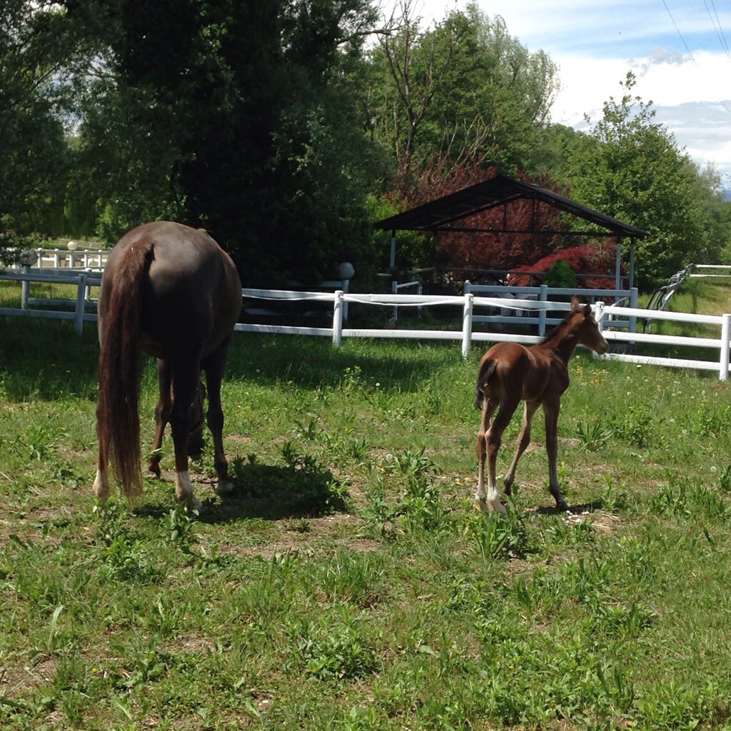 Paradise Paddock