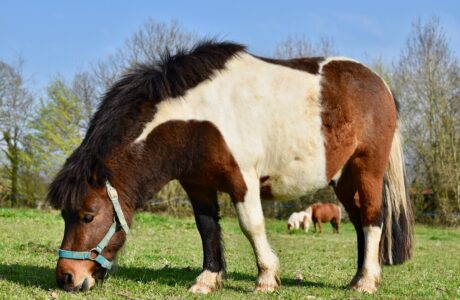 Pony falabella