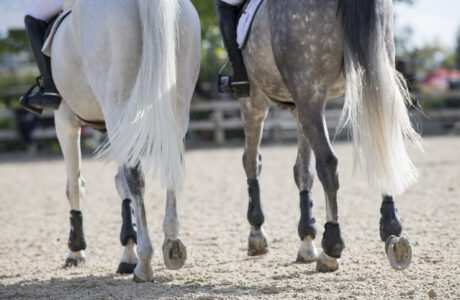 Foto iStock (c) RBerryphoto 2 Sport equestri 2024/2025