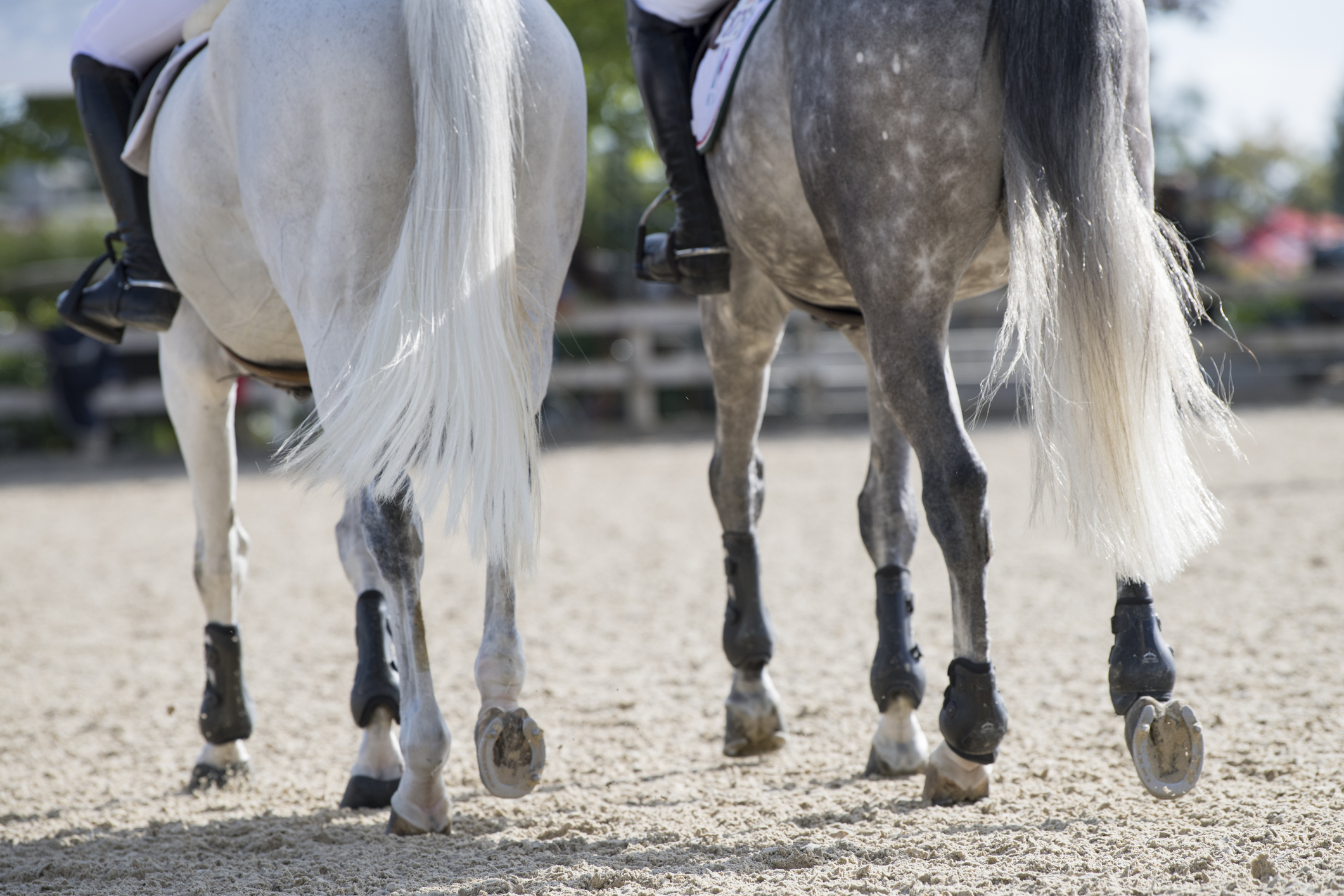 Foto iStock (c) RBerryphoto 2 Sport equestri 2024/2025