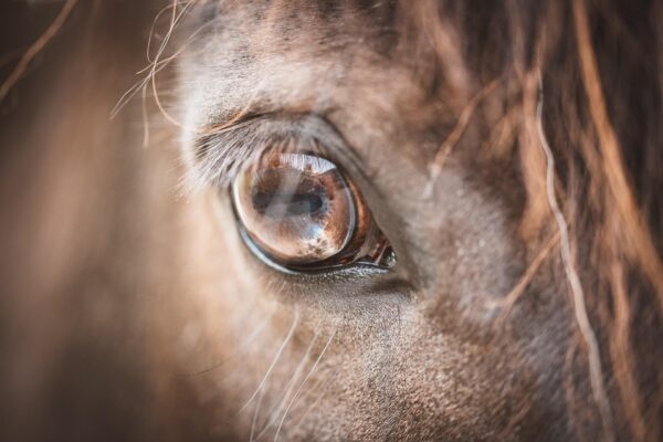 Occhio del cavallo