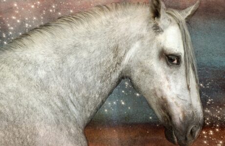 cavallo PRE o andaluso grigio