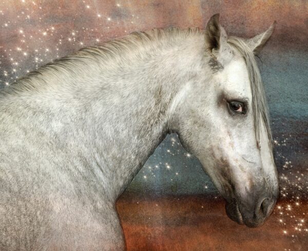 cavallo PRE o andaluso grigio