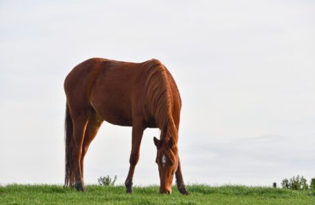 cavallo nella natura