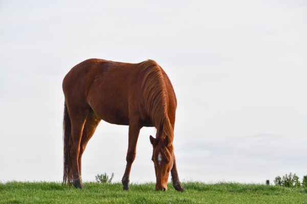 cavallo nella natura