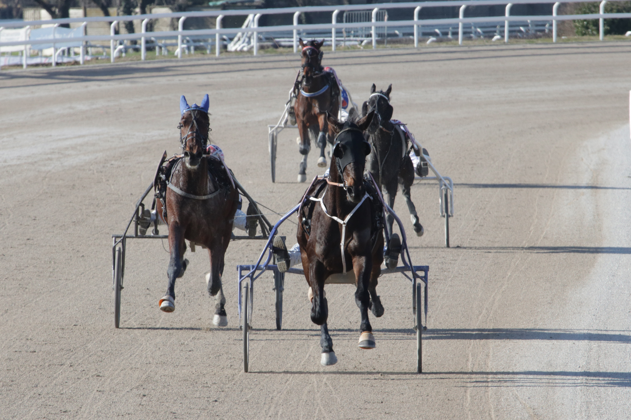 Alla "Prima" di febbraio all'Ippodromo SNAI San Siro Fosciandora DR Protagonista nel premio Chris Evert Treb raccogliendo la nona vittoria in 14 uscite.