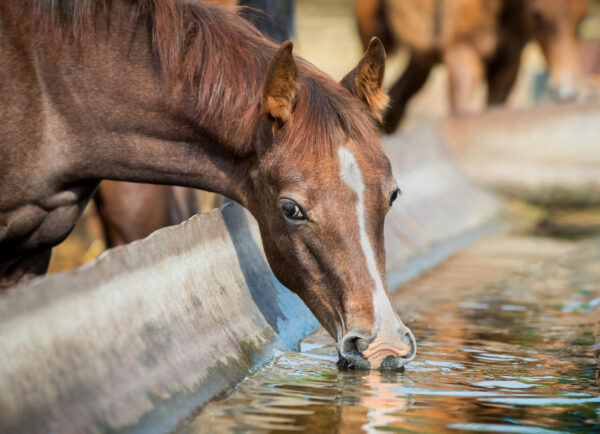 Il cavallo bolso come gestirlo