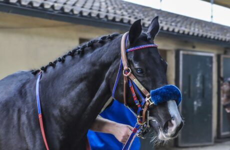 Il cavallo è un animale eccezionale da molti punti di vista e chi vive e lavora con lui, lo sa bene.