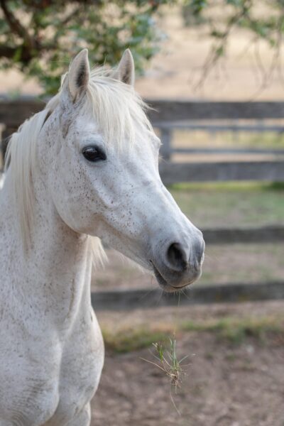 Cavallo grigio al paddock