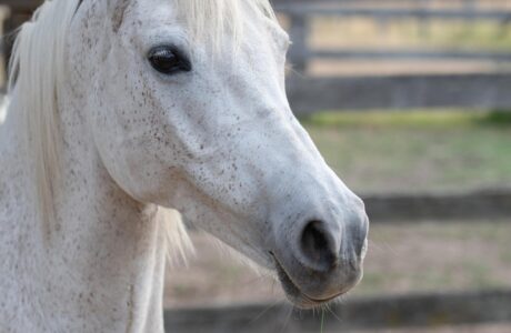 Cavallo grigio al paddock