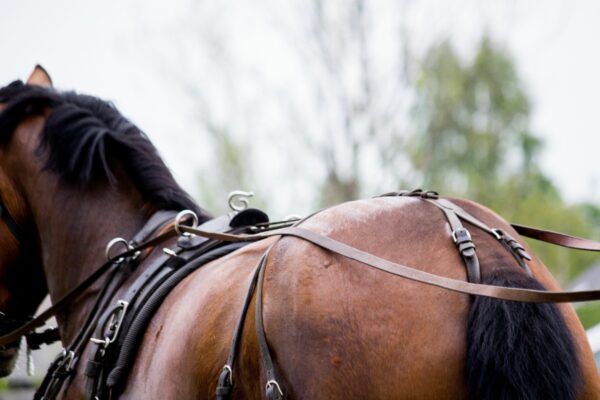 carrozza