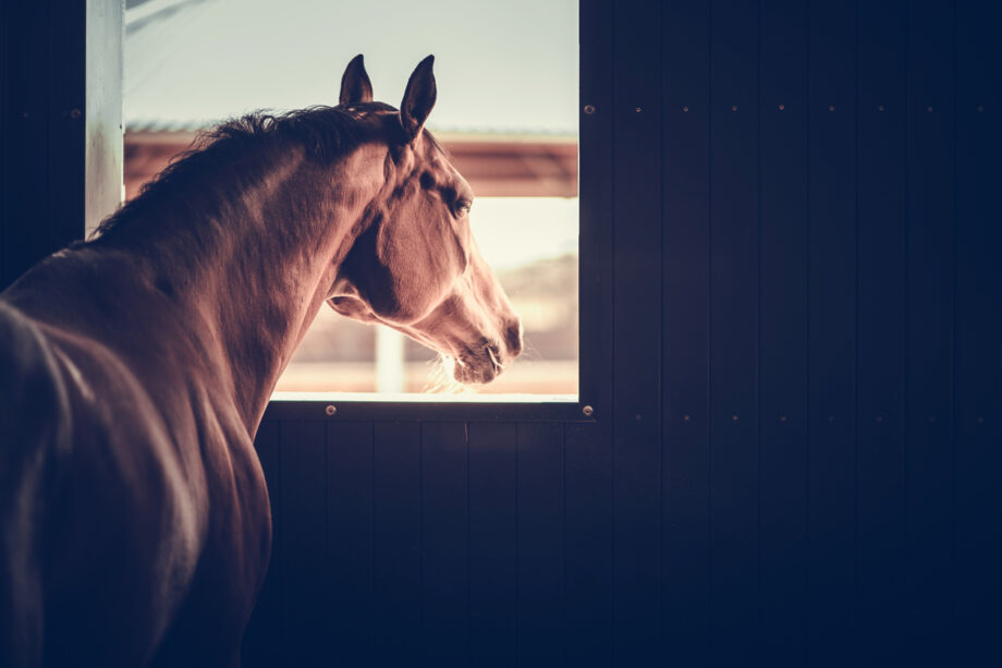 cavallo nel box welcomia