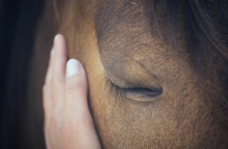 Mindfulness e equitazione per stare bene_