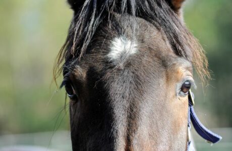 cavallo da tirop pesante