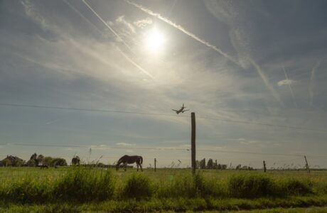 Transporting horses by air