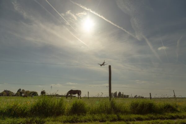 Transporting horses by air