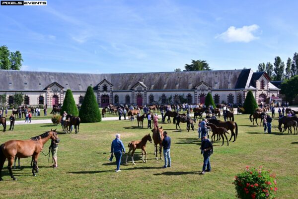 Normandie Horse Show